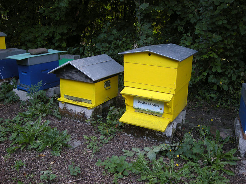 La ruche Sololbe Mouque